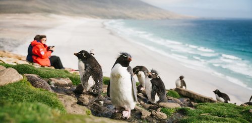 Rockhopper_Penguins_Saunders_Falkland_Islands_©_John_Bozinov_Poseidon_Expeditions