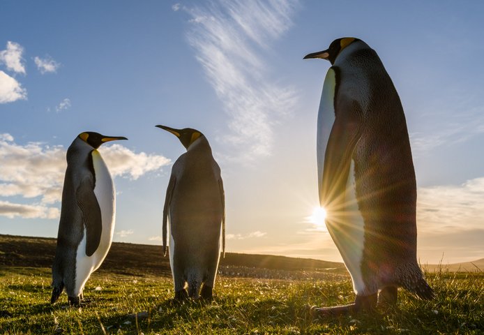 Koengspinguine_Falkland_Inseln_2017_©_Martin_Zwick_Naturfoto