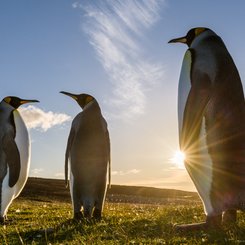 Koengspinguine_Falkland_Inseln_2017_©_Martin_Zwick_Naturfoto