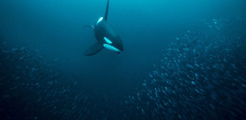 Norwegen_Orca_©_Northern_Explorers