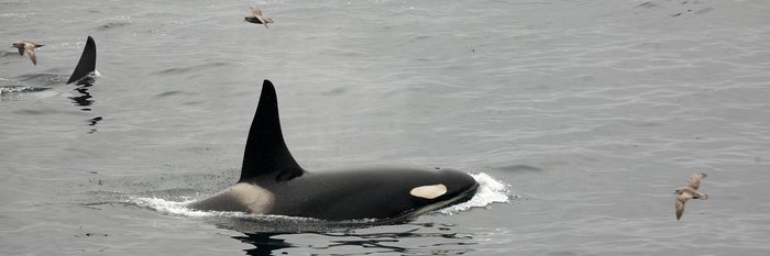 Orca_Kamchatka_Kuril_Islands_©_Peter_Juliff_Aurora_Expeditions