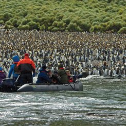 King_Penguins_Lusitania_Bay_Macquarie_Island_Sub_Antarctic_Islands_©_N_Russ_Heritage_Expeditions