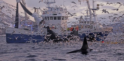 Norwegen_Orca_©_Northern_Explorers