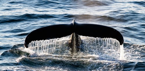 Arctic_Ocean_Atlantic_Humpback_whale_©_Nicky_Souness_Quark_Expeditions