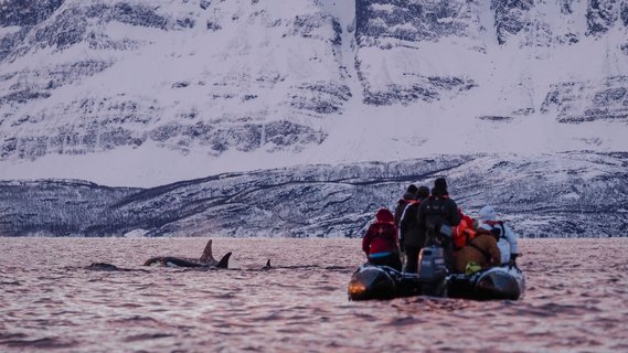 Orcas_Zodiac_©_Christian_Engelke_Arktis_Tours