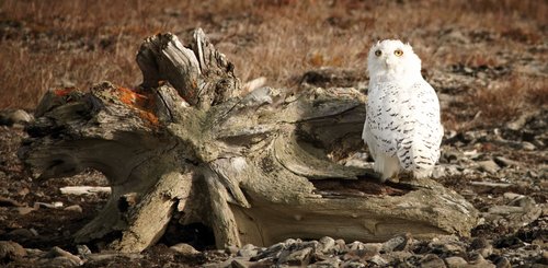  Snowy_Owl_Wrangel_Island_©_E_Bell_Heritage_Expeditions