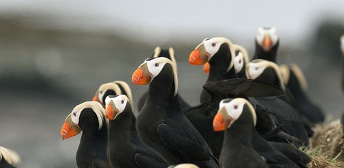 tufted_puffin_colony_russian_far_east_©_Aurora_Expeditions