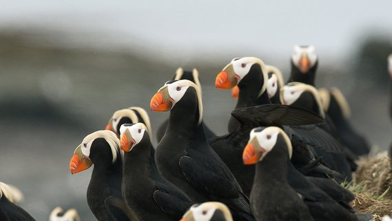 tufted_puffin_colony_russian_far_east_©_Aurora_Expeditions