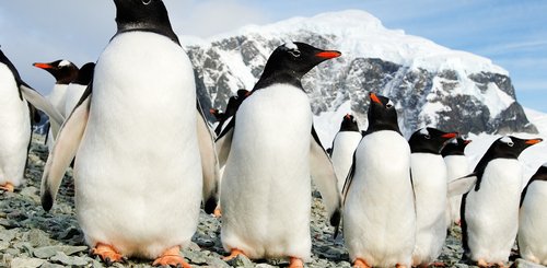 Antarctic_Peninsula_Danco_Island_Gentoo_Penguins_©_Martin_van_Lokven_Oceanwide_Expeditions