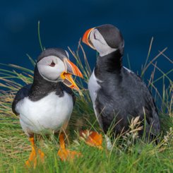 Papageitaucher_2_Shetland_Inseln_©_Martin_Zwick_Naturfotografie