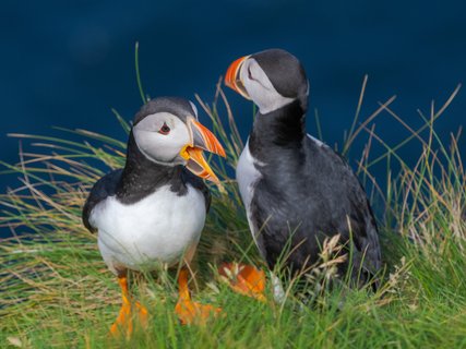 Papageitaucher_2_Shetland_Inseln_©_Martin_Zwick_Naturfotografie