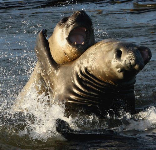 Sea_Lions_©_Falkland_Island_Holidays