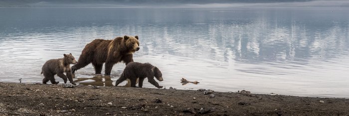 Brown_bear_with_cubs_©_Aurora_Expeditons