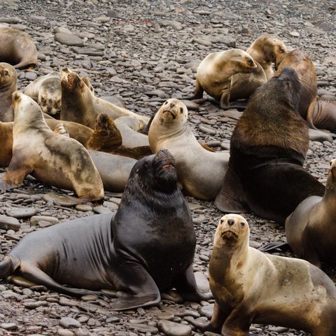 Sea_Lions_©_Falkland_Islands_Holidays