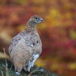 Alpenschneehuhn_Tundra_Westgroenland_©_Martin_Zwick_Naturfoto