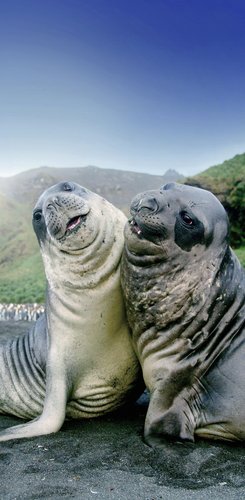 Elephant_Seals_3_South_Georgia_©_John_Bozinov_Poseidon_Expeditions