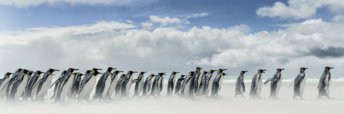 Koengspinguine_Falkland_Inseln_2017c_©_Martin_Zwick_Naturfoto