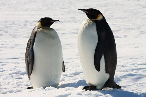Emperor_Penguins_Antarctica_©_T_Bickford_Heritage_Expeditions