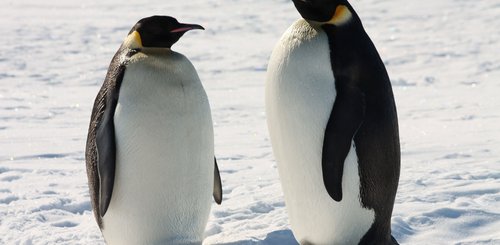 Emperor_Penguins_Antarctica_©_T_Bickford_Heritage_Expeditions