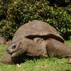 St_Helena_Turtle_Jonathan_Atlantic_Odyssey_©_Hadoram_Shirihai_Oceanwide_Expeditions