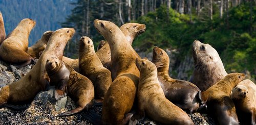 steller_sea_lions_british_columbia_canada_©_Aurora_Expeditions