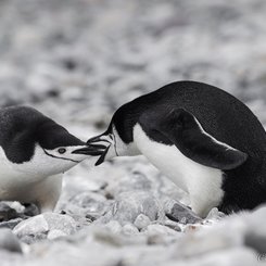 Chinstrap_Penguins_Cuverville_Antarctica_©_Sara_Jenner_Oceanwide_Expeditions