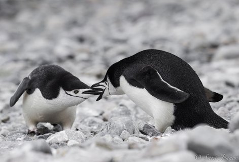 Chinstrap_Penguins_Cuverville_Antarctica_©_Sara_Jenner_Oceanwide_Expeditions