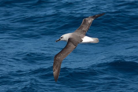 Grey_headed_Albatross_©_Troels_Jacobsen_Oceanwide_Expeditions