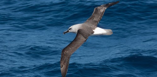 Grey_headed_Albatross_©_Troels_Jacobsen_Oceanwide_Expeditions