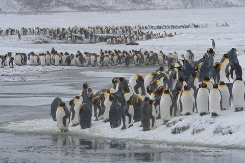 King_Penguins_South_Georgia_©_Jan_Veen_Oceanwide_Expeditions