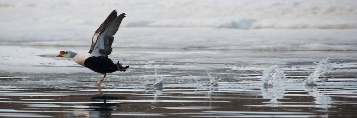 King_Eider_Duck_Spitsbergen_©_Erwin_Vermeulen_Oceanwide_Expeditions