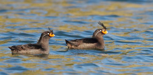 Russias_Ring_of_Fire_Auklets_©_A_Riley_Heritage_Expeditions