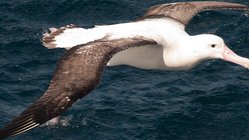 Wandering_Albatros_Atlantic_Odyssey_©_Erwin_Vermeulen_Oceanwide_Expeditions