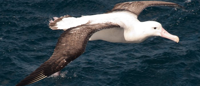 Wandering_Albatros_Atlantic_Odyssey_©_Erwin_Vermeulen_Oceanwide_Expeditions