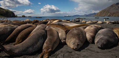 Gold_Harbour_Elephant_Seals_South_Georgia_©_Oceanwide_Expeditions