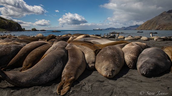 Gold_Harbour_Elephant_Seals_South_Georgia_©_Oceanwide_Expeditions