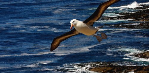 Blacked_Browed_Albatros_Dunbar_©_Falkland_Island_Holidays