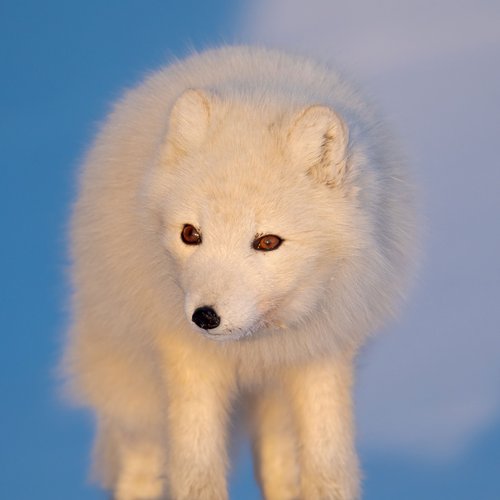 Polarfuchs_Spitzbergen_Norwegen_©_Martin_Zwick_Naturfoto