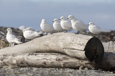 Ivory_Gulls_Severnaya_Zemlya_north_sea_route_©_A_Breniere_Heritage_Expeditions