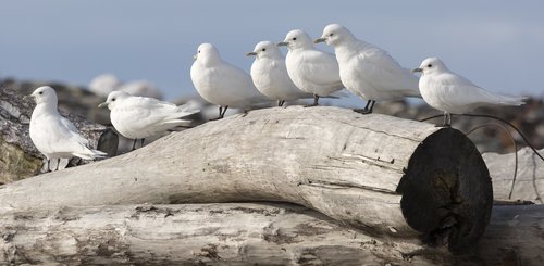 Ivory_Gulls_Severnaya_Zemlya_north_sea_route_©_A_Breniere_Heritage_Expeditions