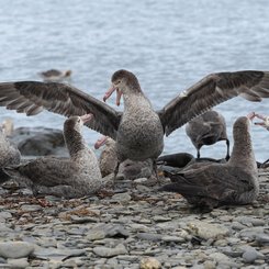 South_Georgia_Southern_Giant_Petrel_©_Jamie_Watts_Antarctica21