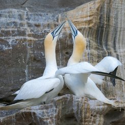 Gannets_Shetland_Inseln_©_Martin_Zwick_Naturfotografie