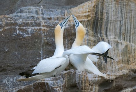 Gannets_Shetland_Inseln_©_Martin_Zwick_Naturfotografie
