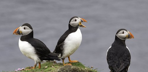 Puffins_Fair_Isle_North_Atlantic_©_Sara_Jenner_Oceanwide_Expeditions