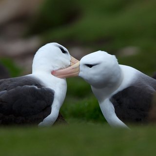 Black_Browed_Albatross_Falkland_©_Wim_van_Passel_Oceanwide_Expeditions