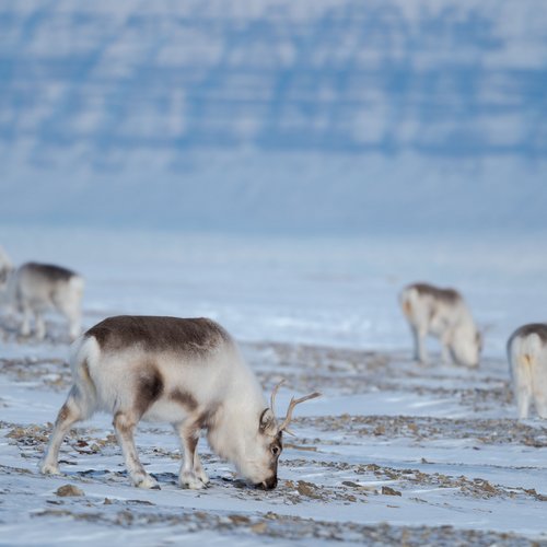 Rentiere_Spitzbergen_Norwegen_©_Martin_Zwick_Naturfoto