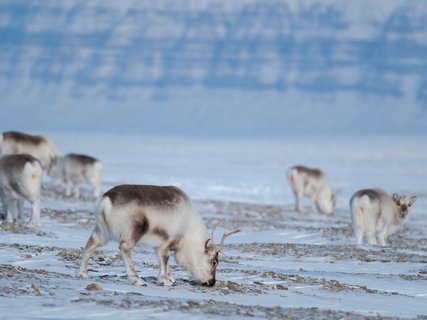 Rentiere_Spitzbergen_Norwegen_©_Martin_Zwick_Naturfoto