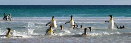 King_Penguins_Volunteer_Point_©_Ute_Bonin_Markus_Hirth