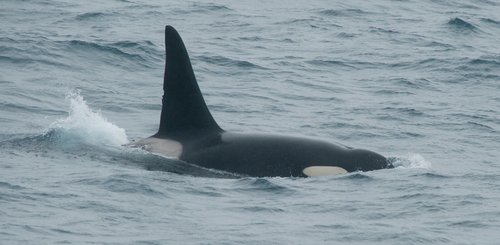 Orcas_North_Atlantic_©_Erwin_Vermeulen_Oceanwide_Expeditions
