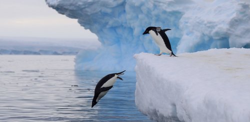 Adelie_Penguins_Antarctica_©_K_Ovsyanikova_Heritage_Expeditions